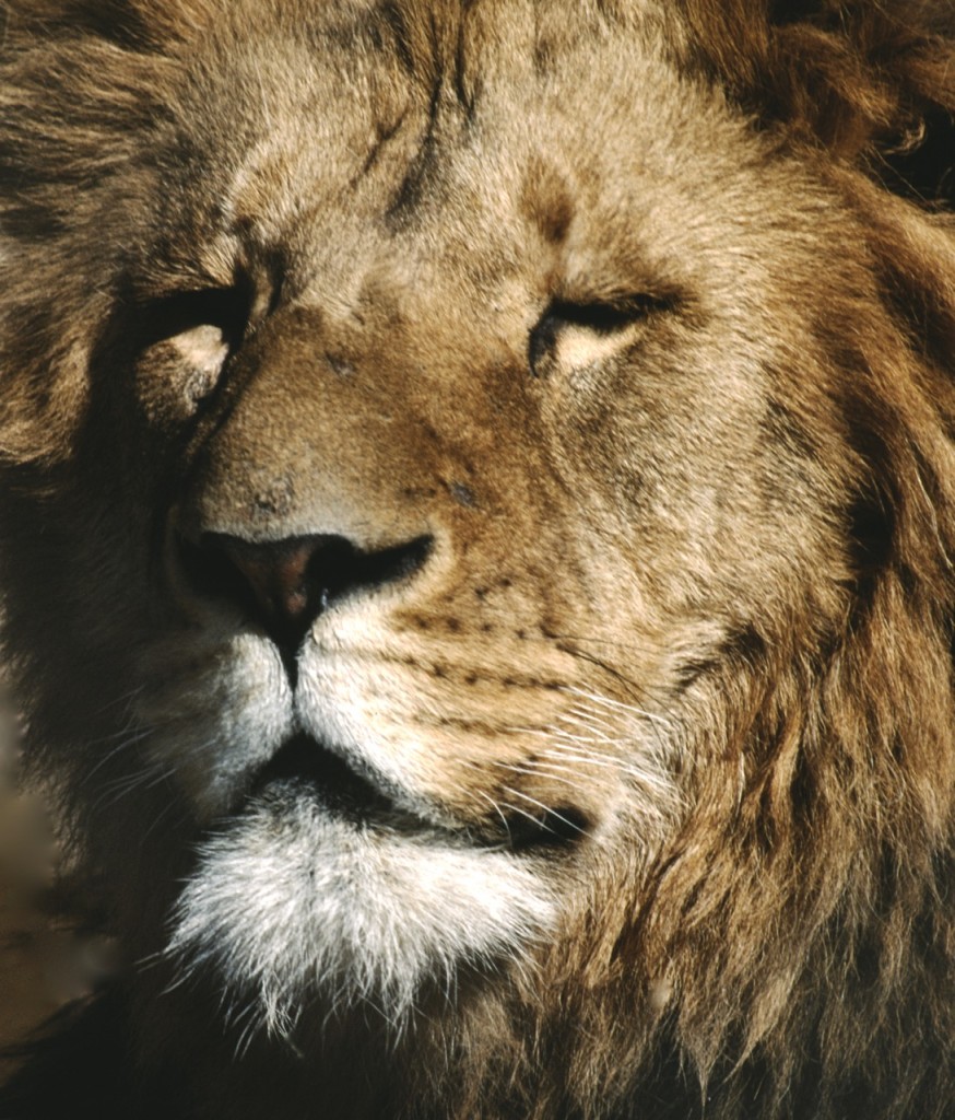 Lejon, Kenya