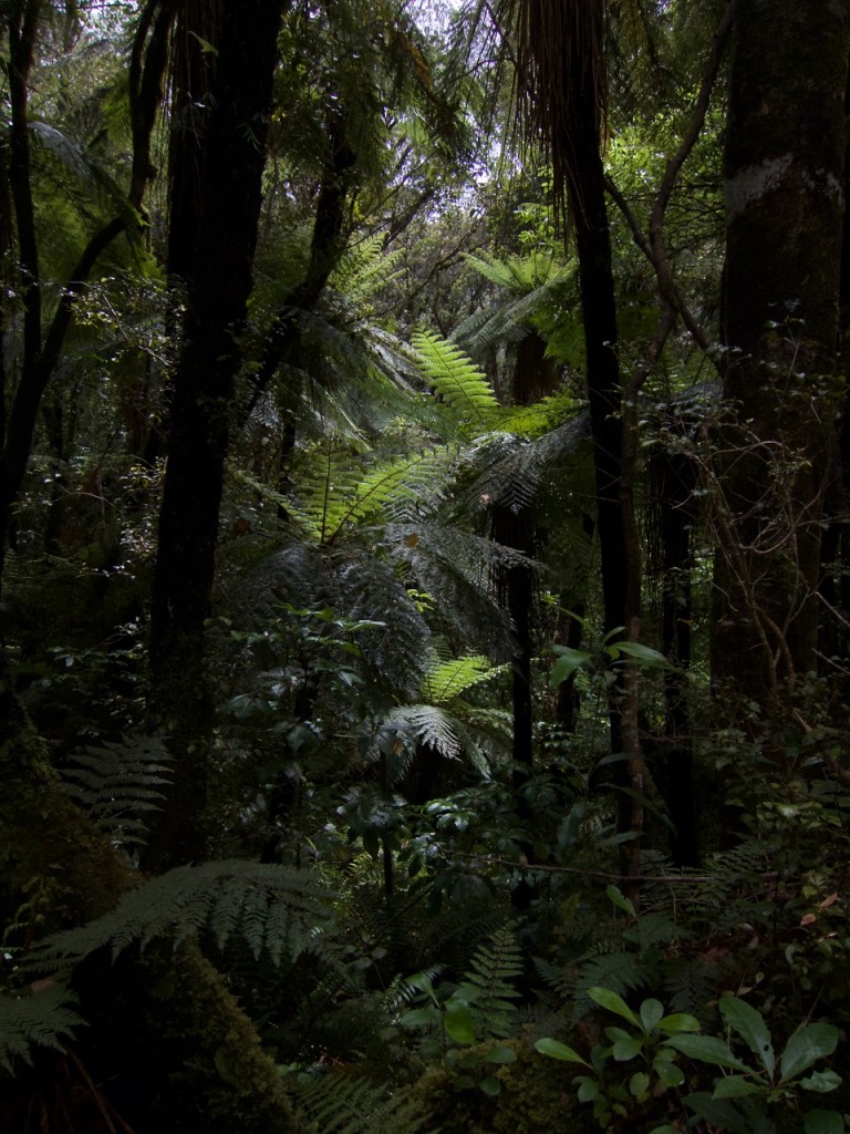 Trädormbunkarnas skog; Nya Zeeland